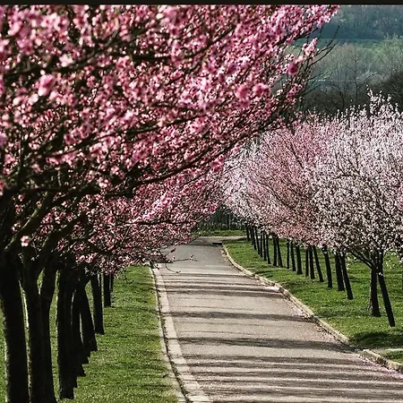 Pfaelzer Herzel Mit 2 Schlafzimmern Und Blick Ueber Rheinebene Kostenfreiem Parkplatz Und Wlan Fusslaeufig Zum Wald Und Den Weinbergen Weinkuehlschrank Broetchenservice Garten Mit Gasgrill * Neustadt an der Weinstraße