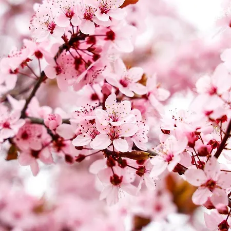 Pfälzer Herzel Mit 2 Schlafzimmern Und Blick über Rheinebene Kostenfreiem Parkplatz Und Wlan Fußläufig Zum Wald Und Den Weinbergen Weinkühlschrank Brötchenservice Garten Mit Gasgrill *