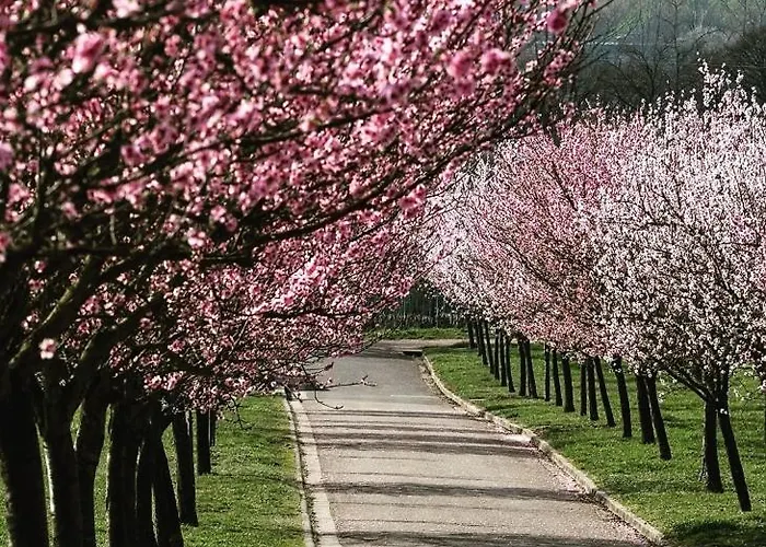 Pfaelzer Herzel Mit 2 Schlafzimmern Und Blick Ueber Rheinebene Kostenfreiem Parkplatz Und Wlan Fusslaeufig Zum Wald Und Den Weinbergen Weinkuehlschrank Broetchenservice Garten Mit Gasgrill * Neustadt an der Weinstraße