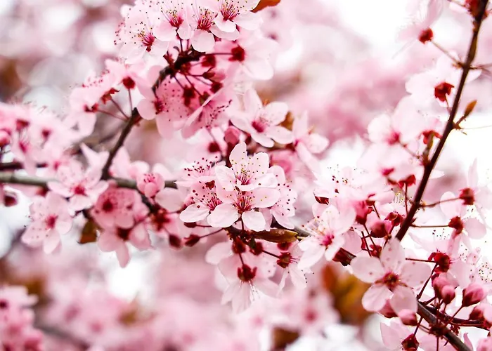 Pfaelzer Herzel Mit 2 Schlafzimmern Und Blick Ueber Rheinebene Kostenfreiem Parkplatz Und Wlan Fusslaeufig Zum Wald Und Den Weinbergen Weinkuehlschrank Broetchenservice Garten Mit Gasgrill *